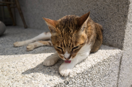 猫坐在走廊上的在外面