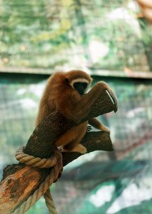 年轻的红头发的猴子坐在树上, 看着镜头