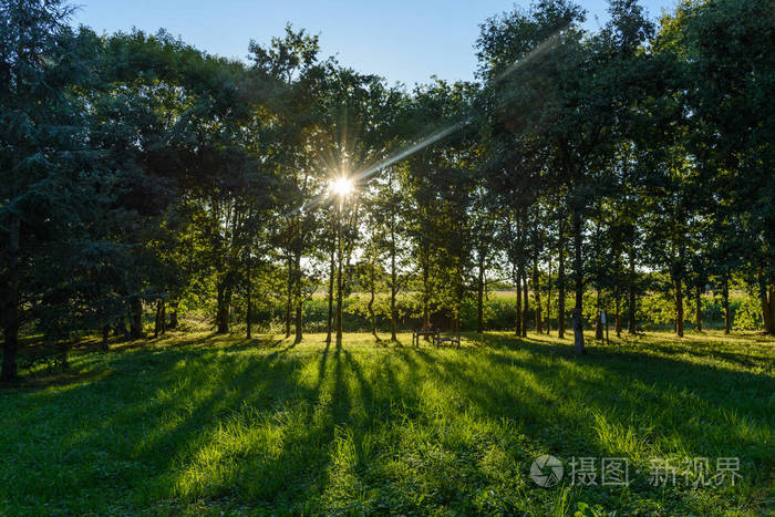 在法国的草地上 一缕清晨的阳光照射在树木的阴影上