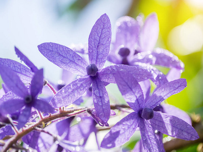 关闭紫色花圈砂纸葡萄花。 Petrea Volubil