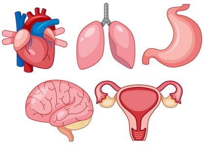 一组人体器官插图