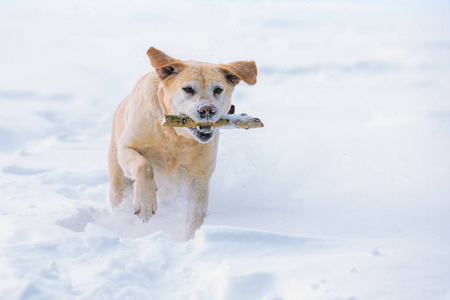 拉布拉多猎犬犬执行命令 港口。那条狗冬天在雪地里散步, 牙齿上叼着一根棍子。