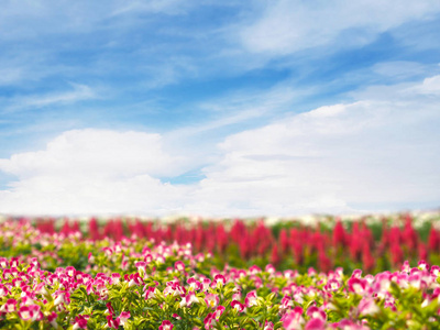 在花园里合上粉红色和白色的小花。夏季或春季的蓝天背景下的花场和复制空间