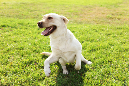 可爱的黄色拉布拉多猎犬在户外阳光明媚的一天