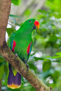 红喙绿 eclectus 鹦鹉坐在树枝上