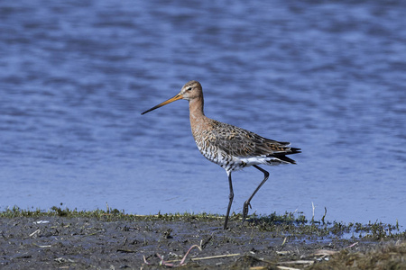 黑尾 godwit 在丹麦的自然栖息地