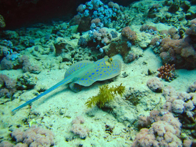 滑冰 roundrays 蜇射线 whiprays 热带鱼在珊瑚礁水下世界植物区系和红海动物区系