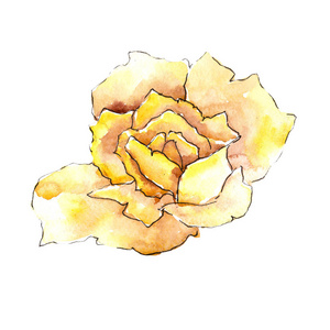 黄玫瑰。花卉植物花。野生春叶野花分离。背景质地包装图案框架或边框的水彩画野花