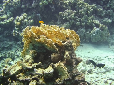 海底世界的珊瑚礁和红海的动植物群