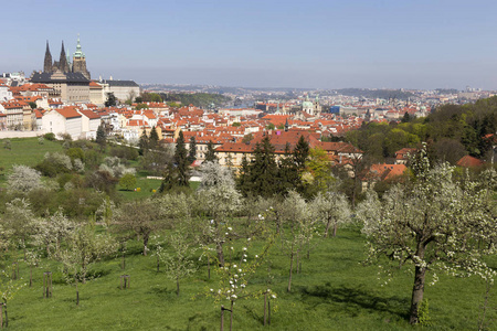 查看上春天布拉格城市与绿色的自然和开花树木，捷克共和国
