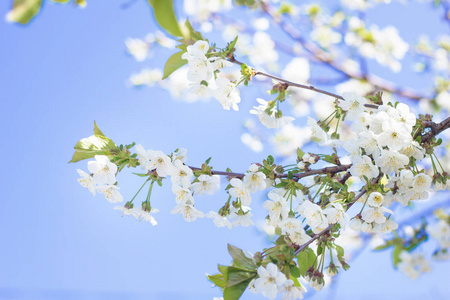 春枝樱花特写, 白花晴天, 对蓝天。文本的模糊空间