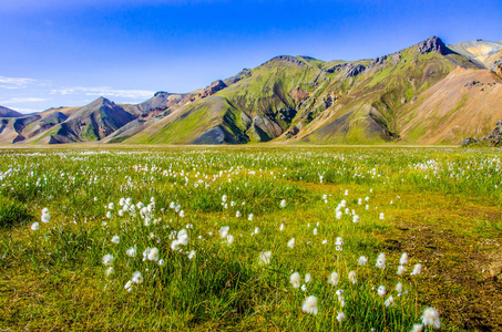 Landmannalaugar冰岛高地惊人的花卉领域