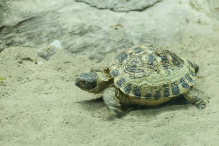 在池塘上拍一只海龟。小海龟在池塘里的褐色鹅卵石上行走时的宏拍