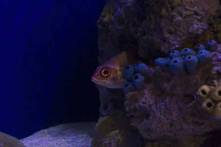 明亮的红色 squirrelfish 潜伏在一个小洞穴里