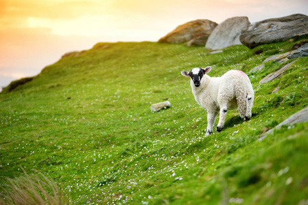 爱尔兰有山的草地上放牧的绵羊