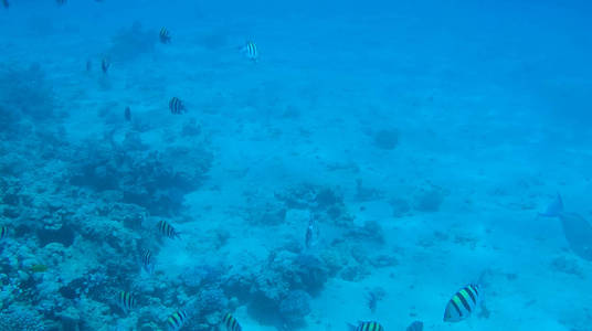 埃及红海的鱼和珊瑚照片