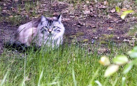 蓝眼睛只灰色的猫