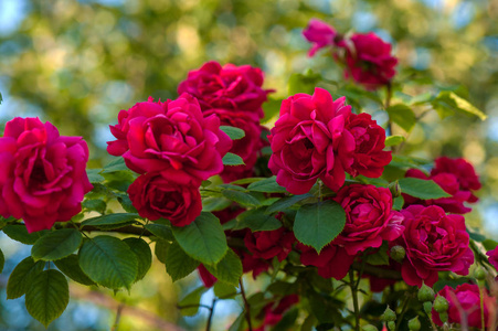 绿色灌木的背景上有芽的明亮的红色玫瑰。美丽的红玫瑰在夏日花园里。背景与许多红色夏天花