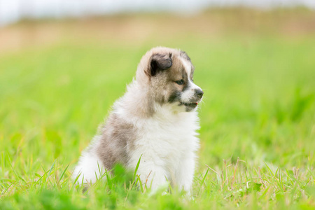 草地上可爱的小狗的肖像图片
