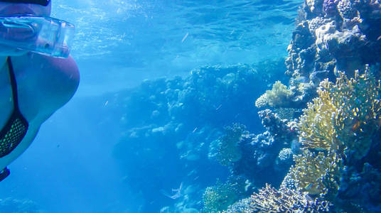 女孩在红海的珊瑚附近游泳图片