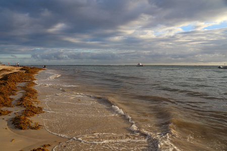 上午在巴瓦罗海滩 多米尼加共和国扔在沙海藻