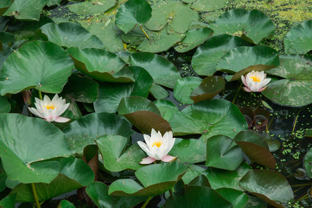 Koknese 市, 拉脱维亚。湖边的白色睡莲。绿色的叶子和花朵。旅游照片2018