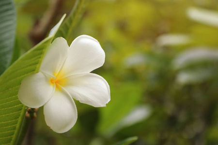 热带花卉白鸡蛋花图片