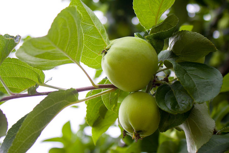 有机农场食品农业和收获概念从果园树枝上吊起的绿色苹果