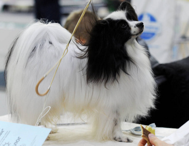 莫斯科狗展大陆玩具猎犬