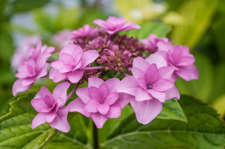 花园中粉红色绣球花的特写