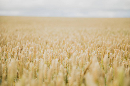 背景麦子在领域