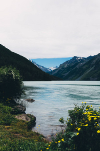 Kucherlinskoe 湖, 海滩风景, 在前景黄色花