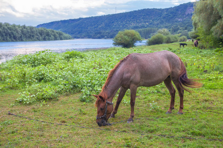 小马在河边的绿色草地上放牧