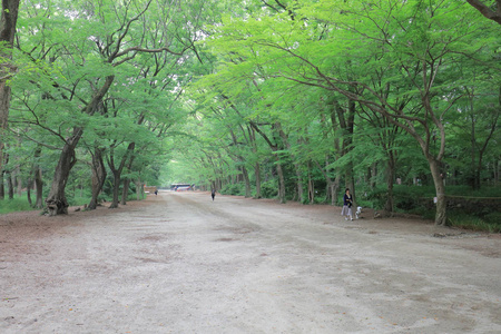 日本京都著名下鸭神社的枫叶