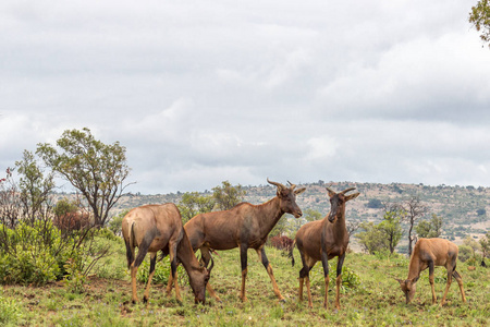 常见 tsessebe Damaliscus lunatus