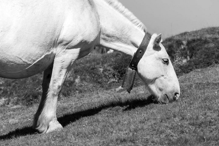 在安道尔的比利牛斯山脉上, 一匹马的特写, 脖子上带着铃铛, 吃着草。