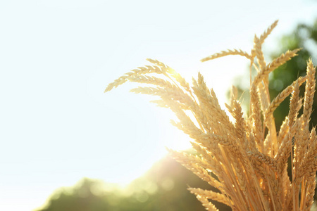 阳光明媚的日子里的麦子小穗