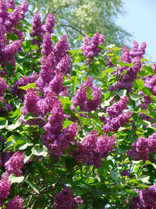 一丛郁郁葱葱的紫色丁香, 绿叶衬托着高大树木的背景和蓝色透明的天空