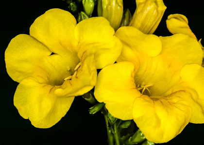 焦点堆积黄色花