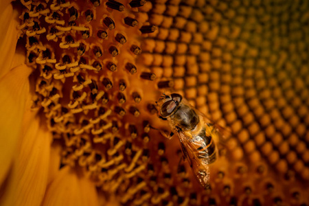 蜜蜂像授粉飞向日葵, 合上