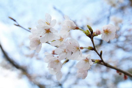 京都哲学家路径上的樱花