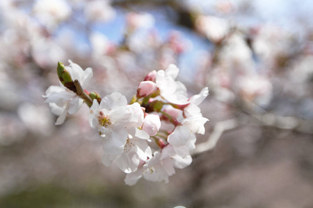 京都哲学家之路樱花盛开