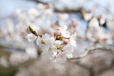 京都哲学家之路樱花盛开