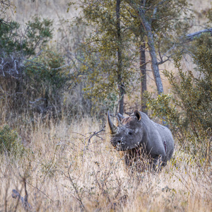 南非克鲁格国家公园的黑犀牛Rhinocerotidae Diceros 二角型家族的钱币