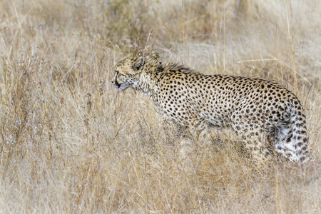 在南非克鲁格国家公园的猎豹猫科动物猎豹属 jubatus 家族的钱币