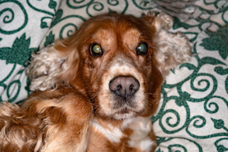 英语猎犬鼻子细节肖像