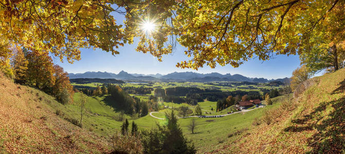 金黄10月与五颜六色的山毛榉树在区域 Allgau, 巴伐利亚