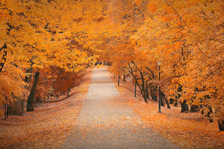 与黄色的树叶片秋色的公园