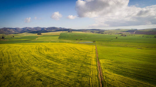 南非 Swartland 油菜籽和麦田上空的空中影像