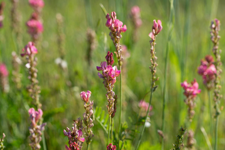 Esparcet 粉红色的花朵, 红豆狼牙自然背景